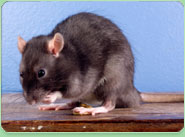 rat control Thorne