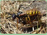 wasp control Thorne