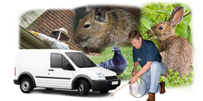 Thorne local van